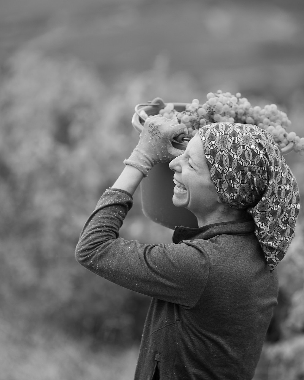 Grape harvest at Clos Teisseire